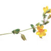 Mimulus Bach™ Original Flower Remedy