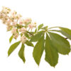 White Chestnut Bach™ Original Flower Remedy